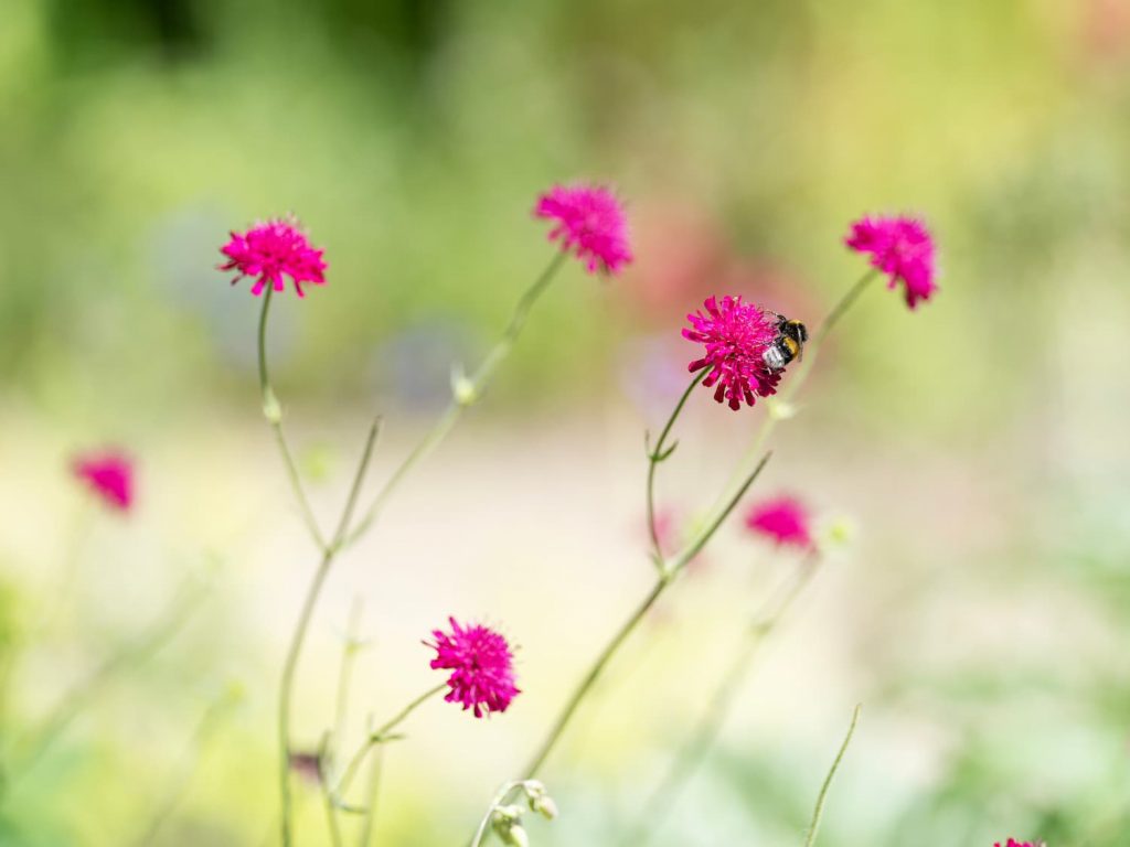 Bij in tuin met roze bloemen
