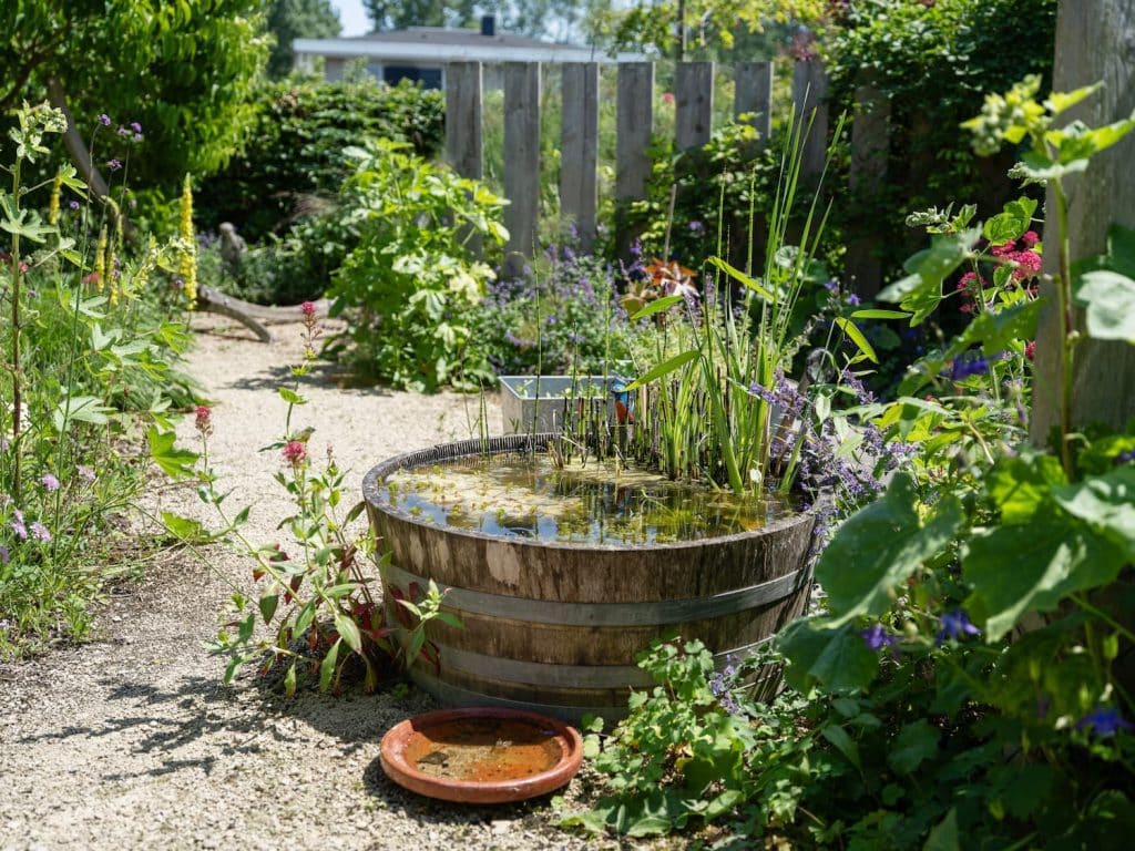 Tuin met ton en planten bij een pad.