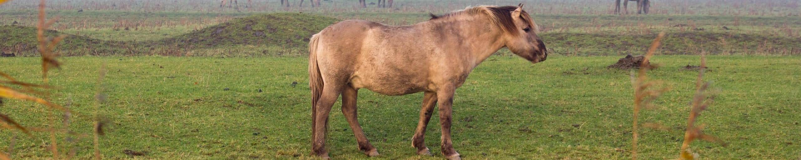 Paard