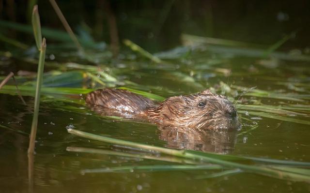 De muskusrat