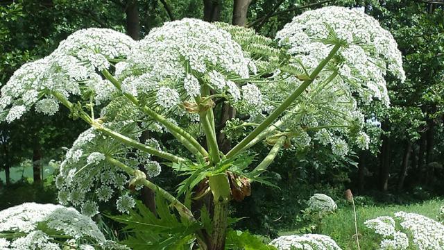 Reuzenberenklauw (Heracleum mantegazzianum)