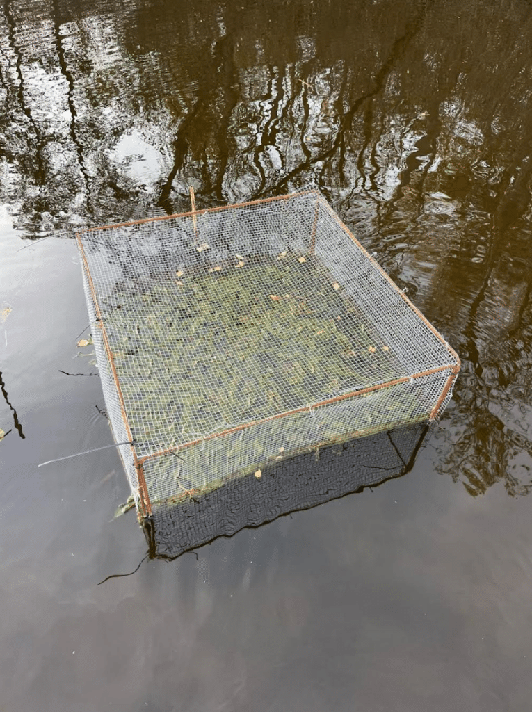 waterplantkooi in water
